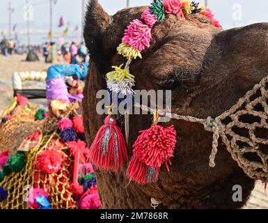 INDIA, PRAYAGRAJ, 8th GENNAIO : D : i cammelli decorati in modo attraente sono visti sulle rive del fiume Ganga, durante la fiera annuale di Magh Mela, a Prayagraj Domenica, 08 gennaio 2023. I lakhs dei devoti sono attesi visitare questa fiera sul prossimo festival di Makar Sankranti Photo by- Uma Shankar Mishra Credit:Uma Shankar Mishra/Alamy Live News Credit Uma Shankar Mishra /Alamy Live News Foto Stock