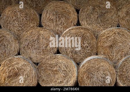 Balle di fieno rotonde impilate organizzate in modo ordinato per il deposito in fienile Foto Stock