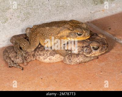 Coppia di rospi in amplexus (Rhinella marina) provincia di Orellana, Ecuador Foto Stock