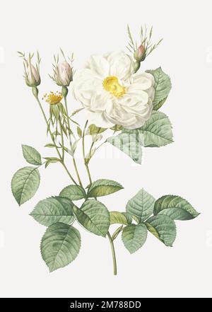 Vintage rosa bianca di York vettore Illustrazione Vettoriale