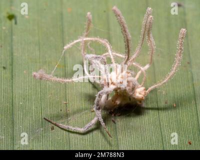 Ragno infettato e ucciso da un fungo Cordyceps. Nella foresta pluviale, provincia di Orellana, Ecuador Foto Stock