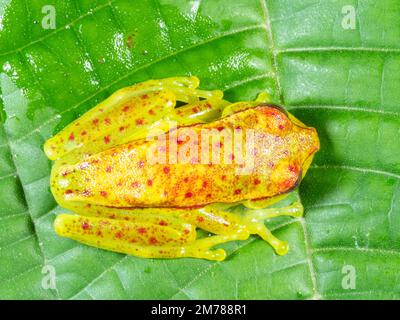 Potted Treefrog (Boana punctata), provincia di Orellana, Ecuador Foto Stock