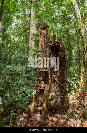 Un ceppo di albero in decomposizione nella foresta pluviale, provincia di Orellana, Ecuador Foto Stock