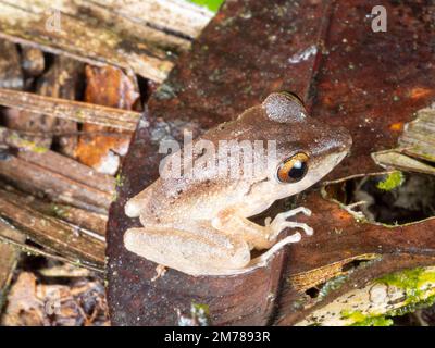 Malkin's Rain Frog (Pristimantis malkini) sul pavimento della foresta pluviale, provincia di Orellana, Ecuador Foto Stock