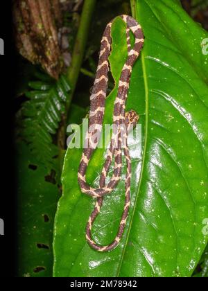 Serpente d'albero a testa piatta (Imantodes cenchoa), riposante su una foglia della foresta pluviale con addome disteso dopo un pasto, provincia di Orellana, Ecuador Foto Stock