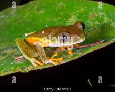 Rana delle foglie di Amazzonia (Agalychnis hulli), un maschio nella foresta pluviale accanto a uno stagno, provincia di Orellana, Ecuador Foto Stock