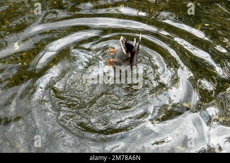 anatra mallardo maschio capovolta nel fiume Foto Stock