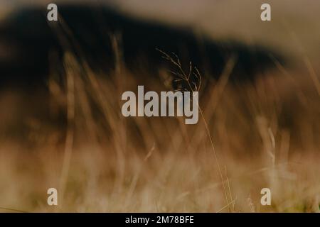 Un autunno astratto bella erba selvaggia alla luce del sole con sfondo sfocato e scuro Foto Stock