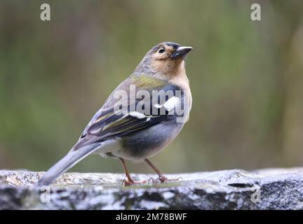 Primo piano del chaffinch di Madeiran - Fringilla coelebs maderensis - seduto sul terreno con sfondo colorato sull'isola di Madeira Foto Stock