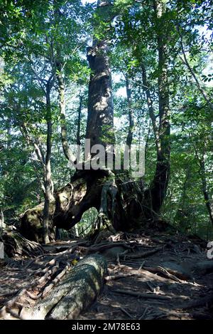 La Shiratani Unsuikyo Ravine - una verde e magnicente gola sull'isola di Yakushima in Giappone, una foresta di muschi con antichi alberi di cedro che è stato d'ispirazione f Foto Stock