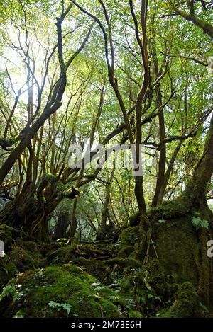 La Shiratani Unsuikyo Ravine - una verde e magnicente gola sull'isola di Yakushima in Giappone, una foresta di muschi con antichi alberi di cedro che è stato d'ispirazione f Foto Stock