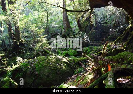 La Shiratani Unsuikyo Ravine - una verde e magnicente gola sull'isola di Yakushima in Giappone, una foresta di muschi con antichi alberi di cedro che è stato d'ispirazione f Foto Stock