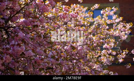 Alberi meravigliosi in fiore in un giorno di primavera - fotografia di viaggio Foto Stock