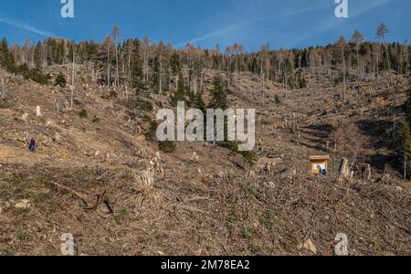 Danni causati dalla tempesta VAIA (ciclone Adrian) sul Lagorai nel mese di ottobre 2018, alberi morti e boschi di abeti.Levico Terme, Trentino Alto Adige, Italia Foto Stock