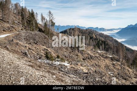 Danni causati dalla tempesta VAIA (ciclone Adrian) sul Lagorai nel mese di ottobre 2018, alberi morti e boschi di abeti.Levico Terme, Trentino Alto Adige, Italia Foto Stock