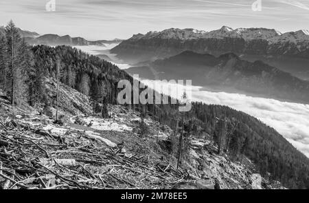 Danni causati dalla tempesta VAIA (ciclone Adrian) sul Lagorai nel mese di ottobre 2018, alberi morti e boschi di abeti.Levico Terme, Trentino Alto Adige, Italia Foto Stock