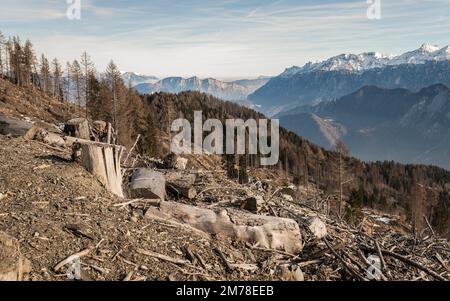 Danni causati dalla tempesta VAIA (ciclone Adrian) sul Lagorai nel mese di ottobre 2018, alberi morti e boschi di abeti.Levico Terme, Trentino Alto Adige, Italia Foto Stock