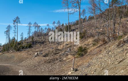 Danni causati dalla tempesta VAIA (ciclone Adrian) sul Lagorai nel mese di ottobre 2018, alberi morti e boschi di abeti.Levico Terme, Trentino Alto Adige, Italia Foto Stock