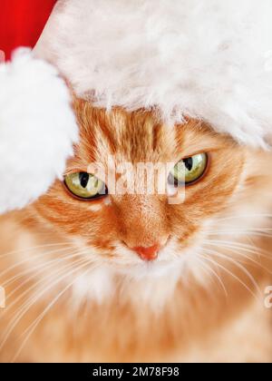 Primo piano ritratto di carino zenzero gatto in cappello Babbo Natale. Un animale domestico soffice sta fissando nella macchina fotografica. Festa di Natale o Capodanno. Biglietto d'auguri festivo. Foto Stock