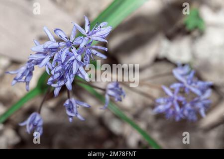 Fioritura di fiori primaverili . Violette in primavera Foto Stock