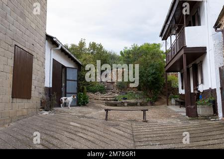 Un Setter Bianco e Rosso Irlandese guarda sul patio di una casa rustica nel villaggio di Rabanal del Camino lungo il Camino Frances a Leon, Spagna. Th Foto Stock