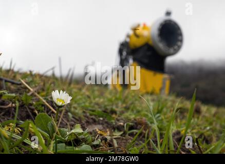 Gersfeld, Germania. 08th Jan, 2023. Una margherita fiorisce vicino allo skilift Zuckerfeld sul prato dove si trova un cannone da neve. La mancanza di neve e le temperature miti impediscono alle stazioni sciistiche di Hesse di godersi le piste. Credit: Sebastian Gollnow/dpa/Alamy Live News Foto Stock