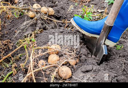 uomo che scava le patate con una pala in giardino. uomo che scava le patate. l'uomo spremeva le patate Foto Stock