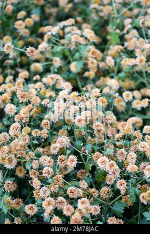 Piccolo sfondo di fiori neutri. Foto Stock