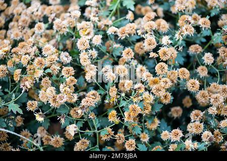 Piccolo sfondo di fiori neutri. Foto Stock