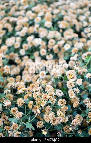 Piccolo sfondo di fiori neutri. Foto Stock