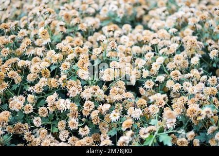 Piccolo sfondo di fiori neutri. Foto Stock