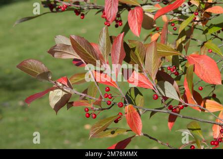 Fogliame autunnale colorato e bacche di chokeberry rosso aronia x prunifolia 'brillante' nel giardino del Regno Unito ottobre Foto Stock