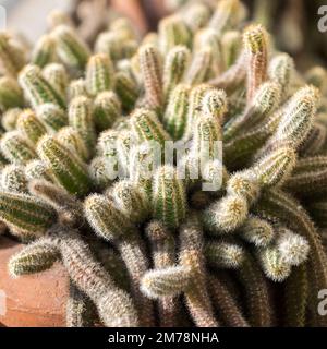 Primo piano delle spine di un piccolo cactus sul balcone di una casa, al tramonto Foto Stock