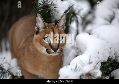 Un bambino caracal sta camminando e vuole giocare. Foto Stock