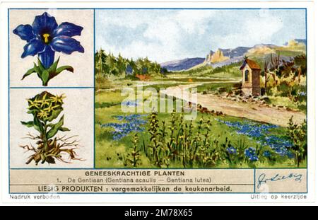 Stemless Gentian;genziana gialla, rappresentazione su una carta commerciale Gentiana acaulis;Gentiana lutea, (, ), Kochscher Enzian;Gelber Enzian, Darstellung auf einer Sammelkarte Foto Stock