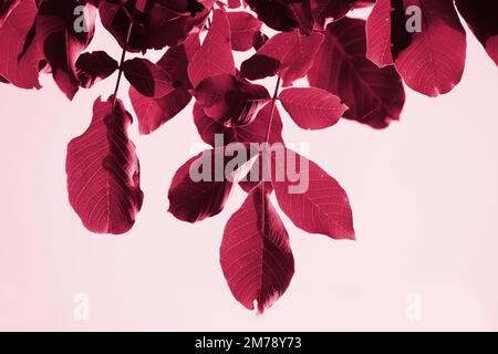 Foglie isolate dell'albero di Noce (Juglans regia), tonificarono un colore alla moda Viva Magenta. Immagine del fogliame di sfondo a colori delle tonalità dell'anno per il 2023 Foto Stock