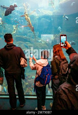 I turisti che osservano pesci subacquei in un grande acquario con pareti di vetro; Alaska SeaLife Center; Resurrection Bay; Seward; Alaska; STATI UNITI Foto Stock