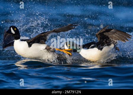 Barrow's Goldeneye (Bucephala islandica), due maschi combattenti, regione nordorientale, Islanda Foto Stock