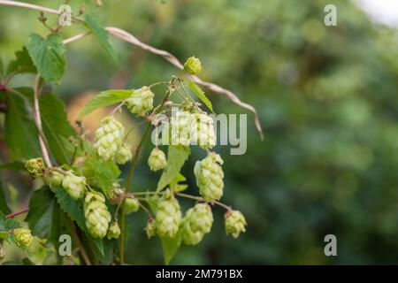 I coni di luppolo verde crescono su un cespuglio in previsione del raccolto. Estate. Foto Stock