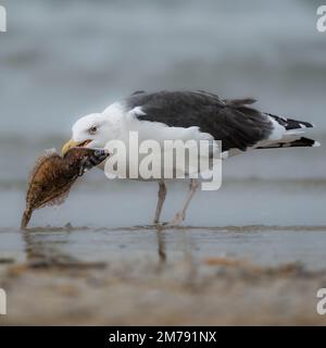 Un primo piano di un gabbiano che tiene un pesce morto nel suo becco Foto Stock