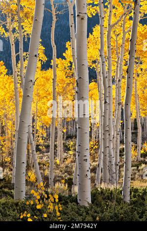 Quaking Aspens 'Pando Clone' noto anche come tremling Giant, colonia clonale di un marcatore individuale, Fish Lake, Utah. Foto Stock