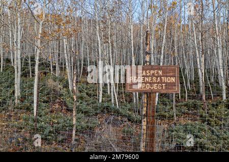 Aspen Regeneration Project 'Pando Clone', Trembling Giant, Populus tremuloides', Fish Lake National Park, Fish Lake, Utah. Foto Stock
