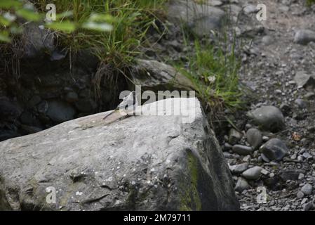 Jungle Grey Wagtail (Motacilla cinerea) arroccato sulla cima di un Boulder in Right-Profile to Left of Image guardando fuori su una Dry River Bank in Galles, Regno Unito Foto Stock
