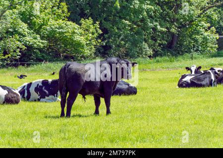 Un grande toro nero si erge su un prato verde dove si trovano diverse mucche. Allevamento di bovini su un pascolo in una giornata di sole primaverili. Zootecnia, mucche in grata Foto Stock