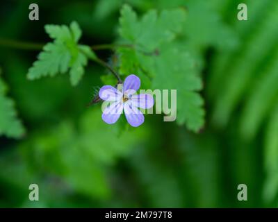 Un fiore di lilla con cinque petali, primo piano. Una bella pianta fiorita, fiore con foglie verdi. Foto Stock