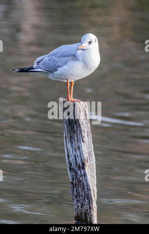 Gabbiano in piedi in pole in lago primo piano scatto Foto Stock