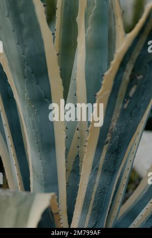 Aloe vera pianta in altro deserto Foto Stock