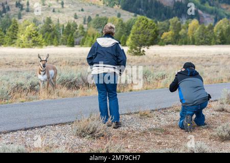 USA, Wyoming, Montagne Rocciose, Contea di Teton, Parco Nazionale di Grand Teton, visitatori del parco e antilope di Pronghorn Foto Stock