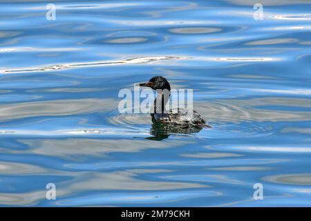 Rock Shag, Felsenscharbe, Cormoran de Magellan, Phalacrocorax magellanicus, sziklai kárókatona, Tierra del Fuego (Terra del fuoco), Argentina Foto Stock