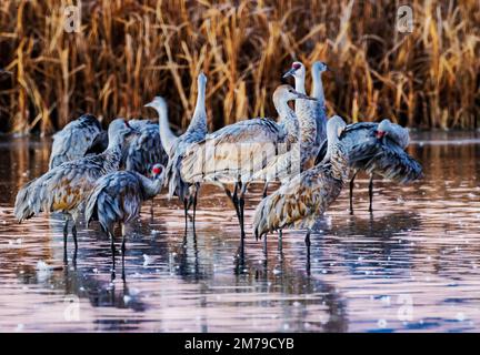 Gru Sandhill all'alba, Monte Vista National Wildlife Refuge, San Luis Valley; Colorado, Stati Uniti Foto Stock